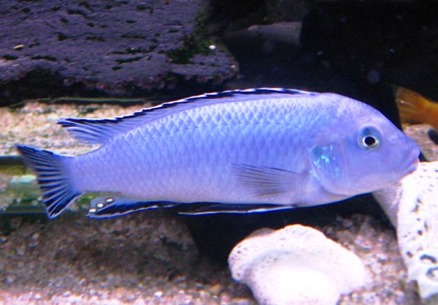 PSEUDOTROPHEUS SOCOLOFI